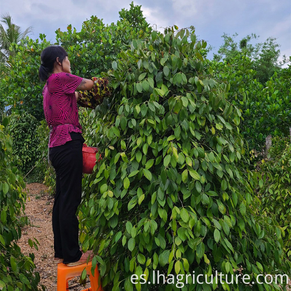 White Pepper Planting Management